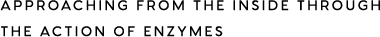 APPROACHING FROM THE INSIDE THROUGH THE ACTION OF ENZYMES