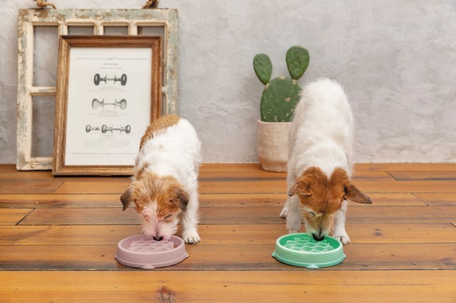 【outward hound】ファン&スロウフィーダーボウル