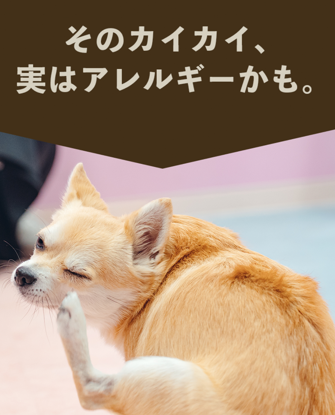 【定期/初回800g1,980円】低アレルゲンいぬおもいごはん （2回目以降2袋）