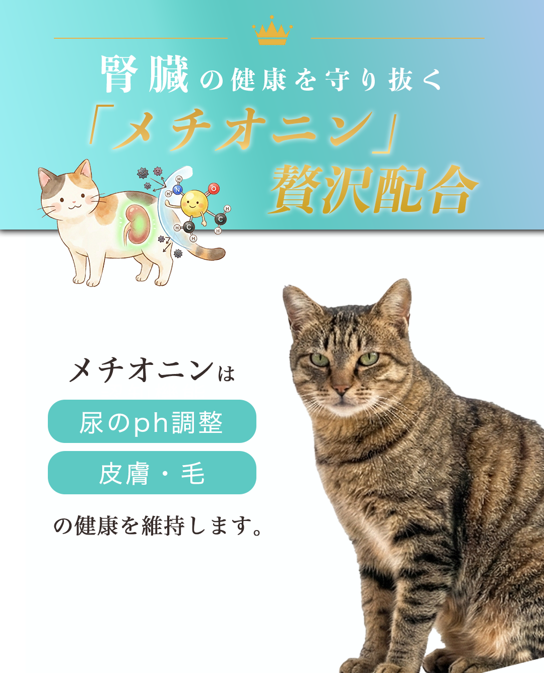 【定期/初回800g1,980円】ねこおもいごはん （2回目以降2袋）