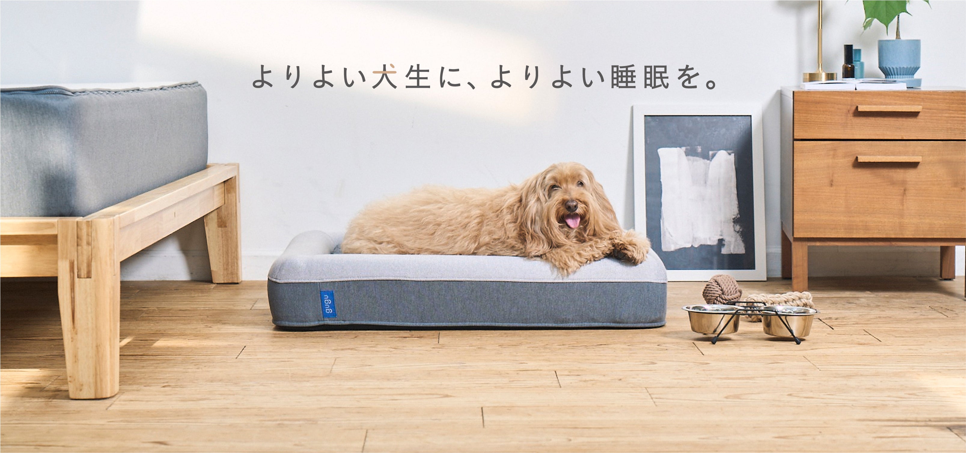 わんこの睡眠