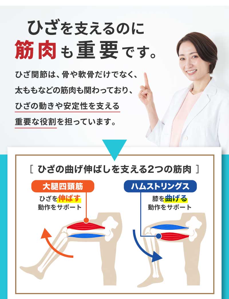 ひざを支えるのに筋肉も重要です。