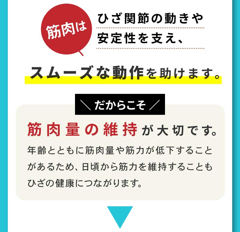 筋肉はひざ関節の動きや安定性を支え、スムーズな動作を助けます。だからこそ筋肉量の維持が大切です。