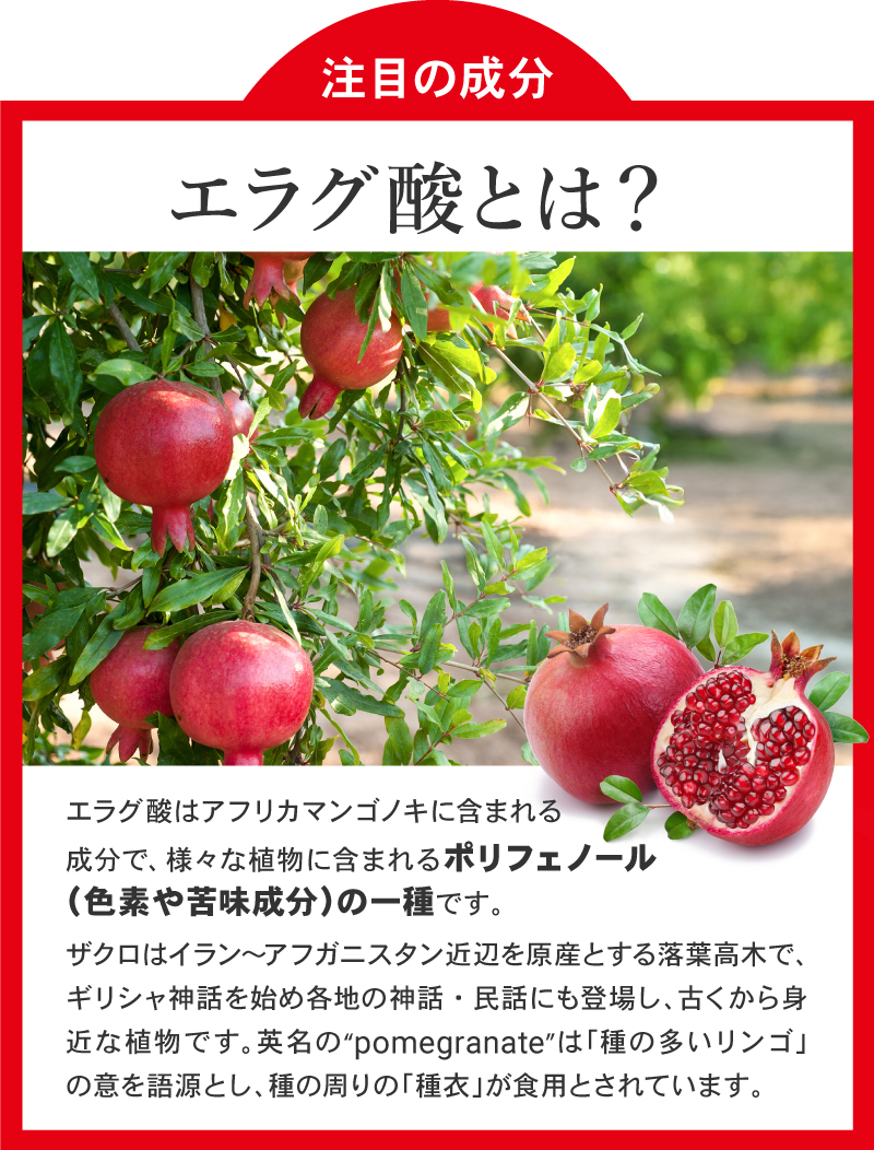 注目の成分　エラグ酸とは