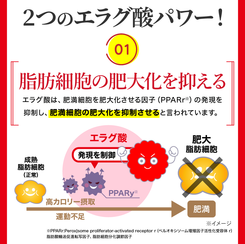 脂肪細胞の肥大化を抑える