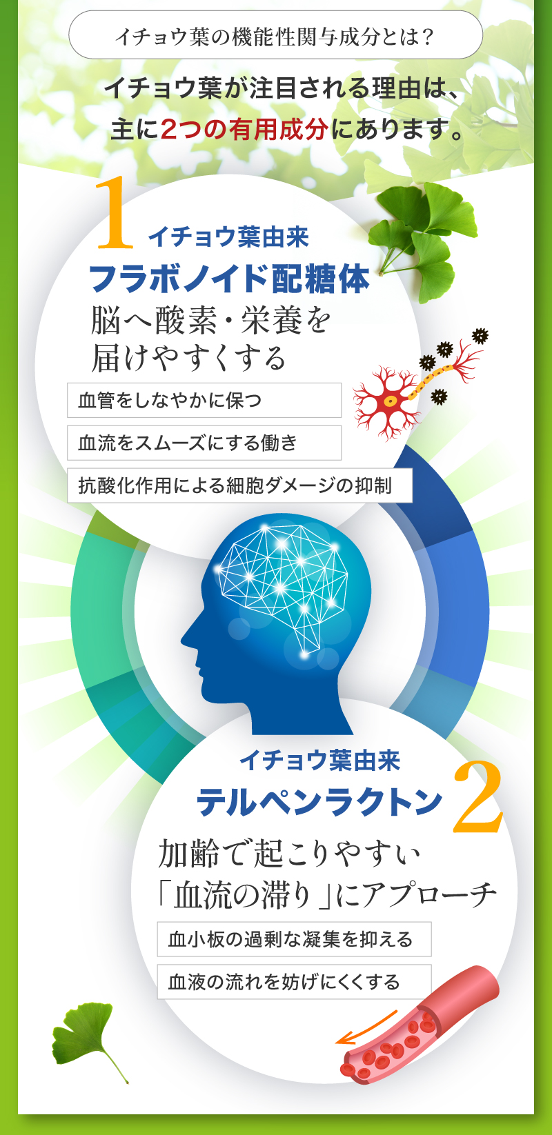 イチョウ葉が注目される理由は２つの有効成分