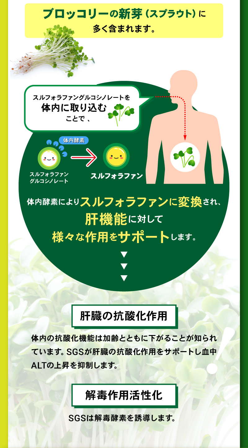 体内酵素によりスルフォラファンに変換され、肝機能に対して様々な作用をサポートします。