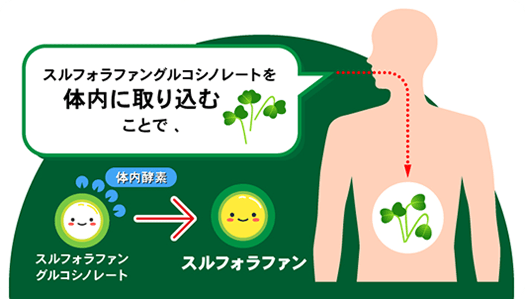 スルフォラファングルコシノレートを体内に取り込むことで