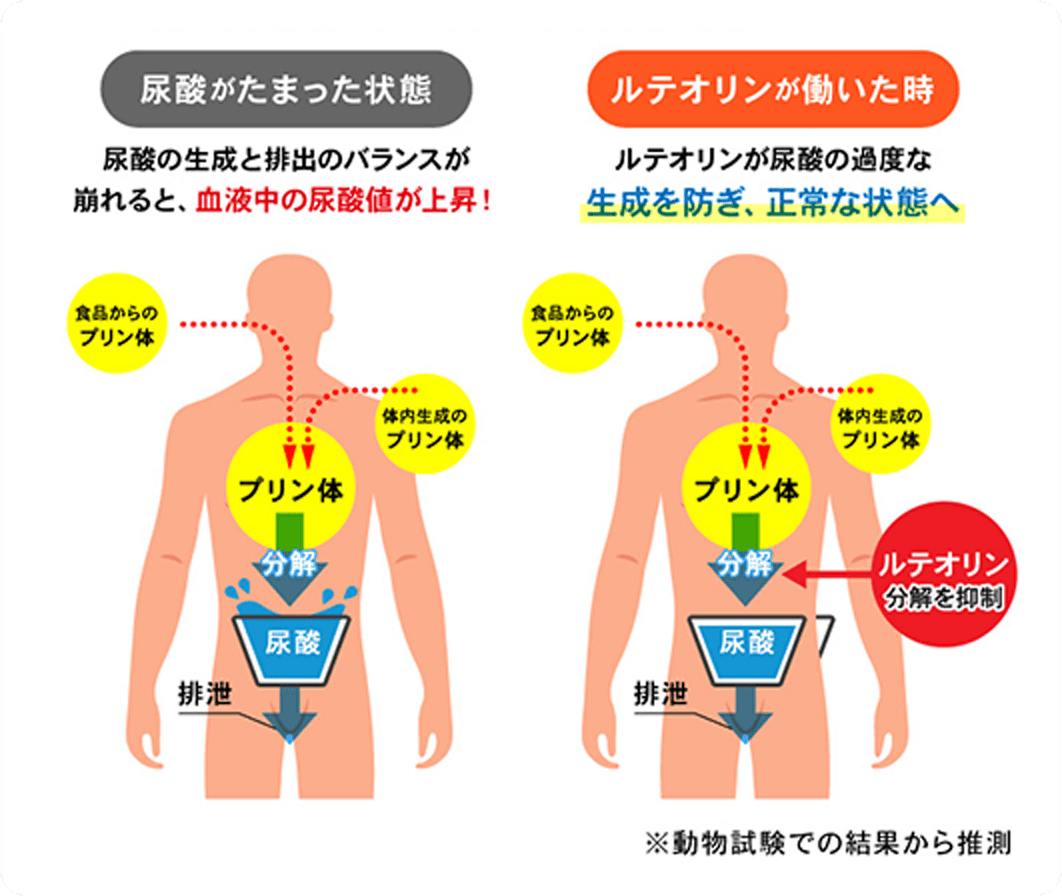 ルテオリンが働いた時