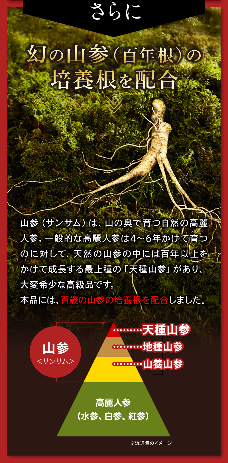 さらに幻の山参（百年根）の培養根を配合山参（サンサム）は、山の奥で育つ自然の高麗人参。一般的な高麗人参は4～6年かけて育つのに対して、天然の山参の中には百年以上をかけて成長する最上種の「天種山参」があり、大変希少な高級品です。
本品には、百歳の山参の培養根を配合しました。