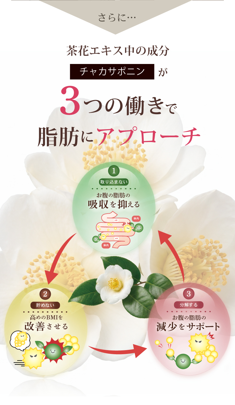 チャカサポニンの3つの働き
					【脂肪の吸収を抑える】
食事で摂取した脂肪の吸収を穏やかにし、体内に蓄積される量を抑えることが期待されます。

【脂肪の分解をサポート】
体内に蓄えられた脂肪の分解をサポートし、エネルギーとして使われやすくする働きが期待されます。

【脂肪の蓄積を防ぐ】
脂肪細胞への取り込みを抑制し、脂肪が蓄積されににくい体づくりをサポートすることが期待されます。

チャカサポニンは、お茶の花に含まれる貴重な成分。自然の恵みを活かし、毎日の食生活や健康習慣をサポートします。
