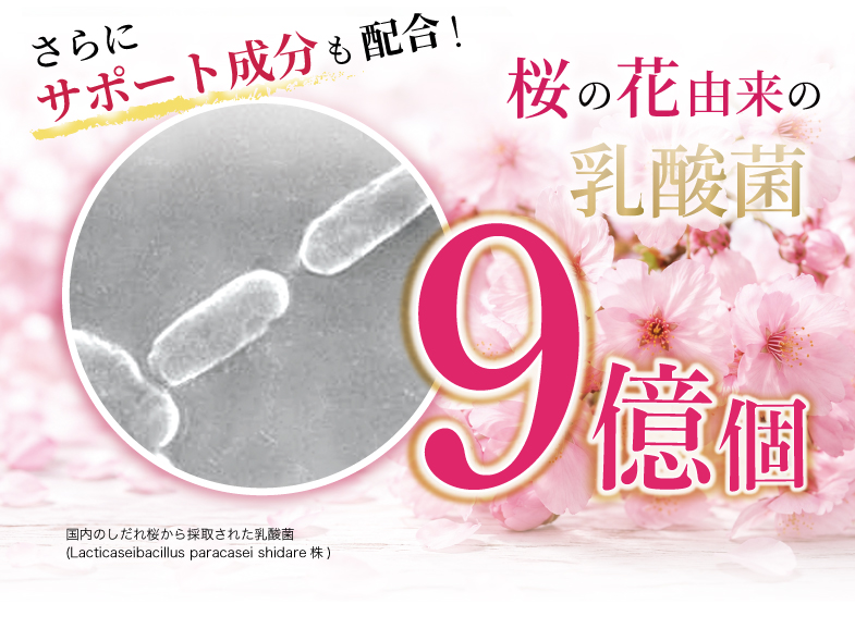 さくら由来の乳酸菌
