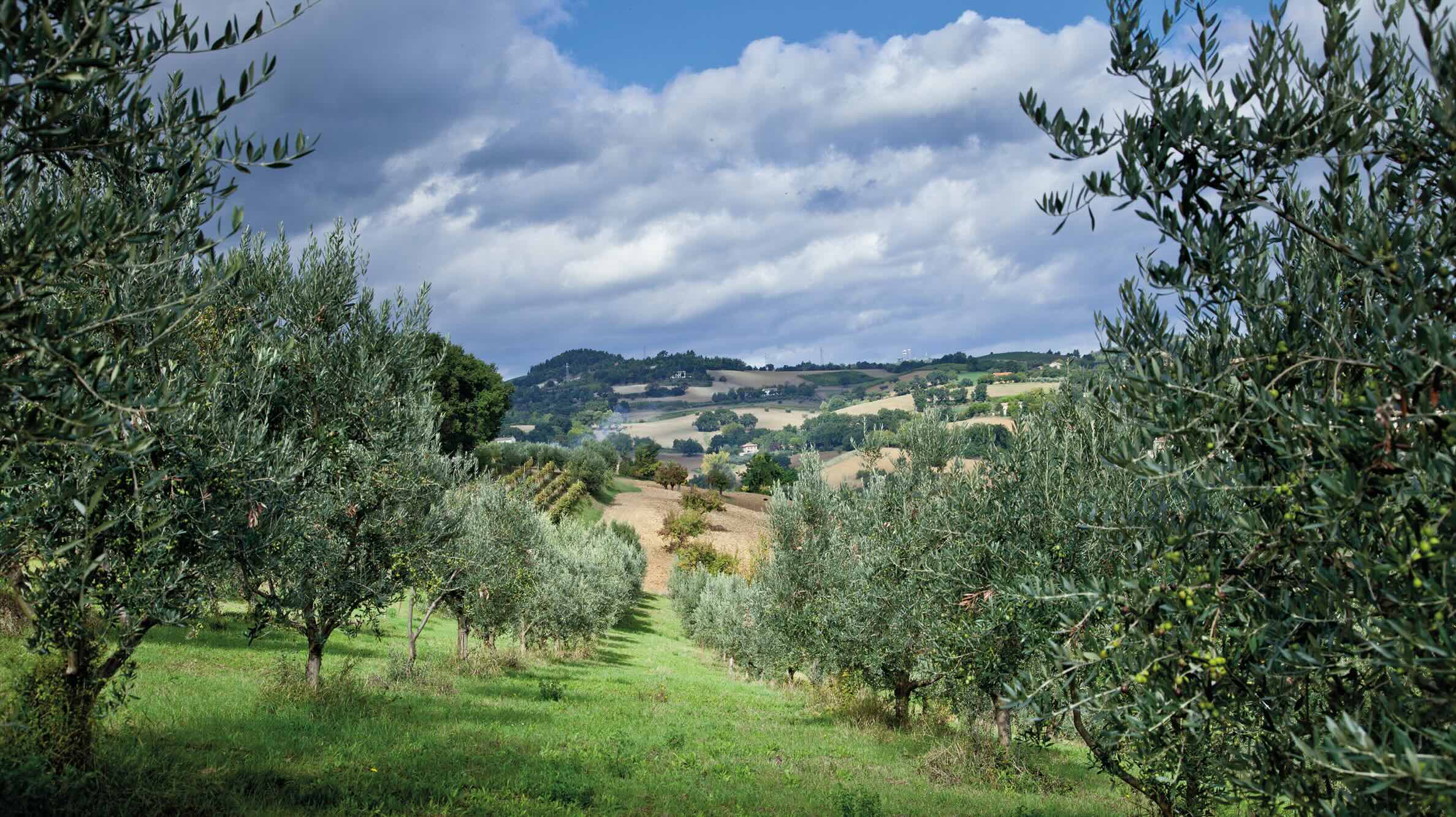 エクストラバージンオリーブオイル【アレッサンドラ】184g・マルケ産