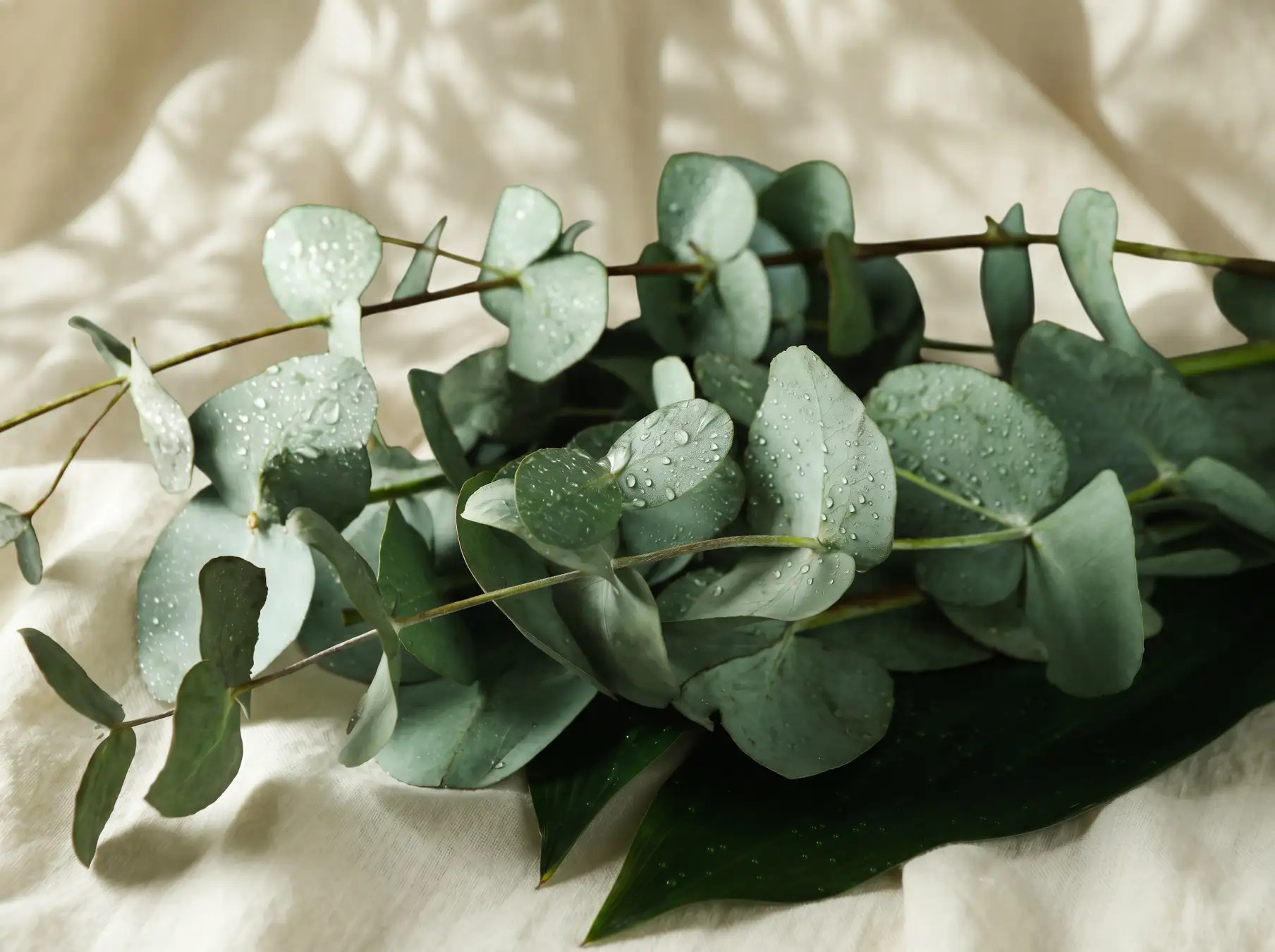 Eucalyptus & Moroccan Mint