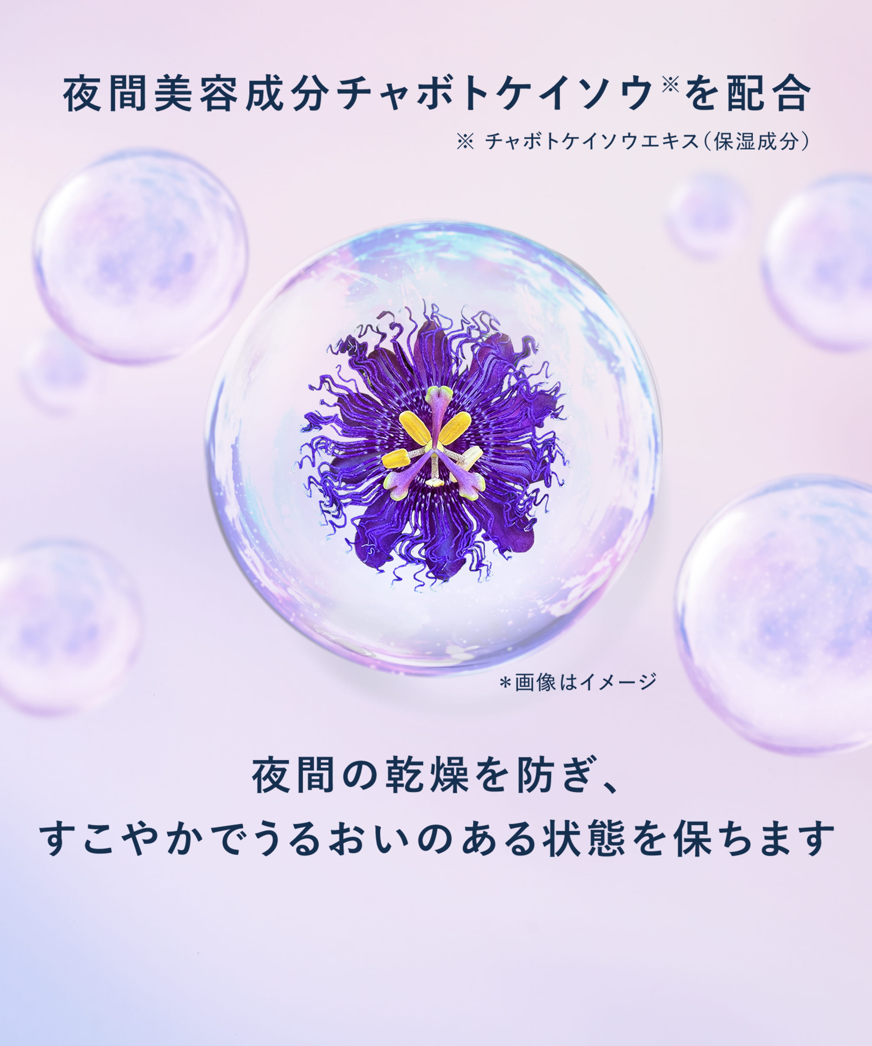 夜間美容成分チャボトケイソウを配合