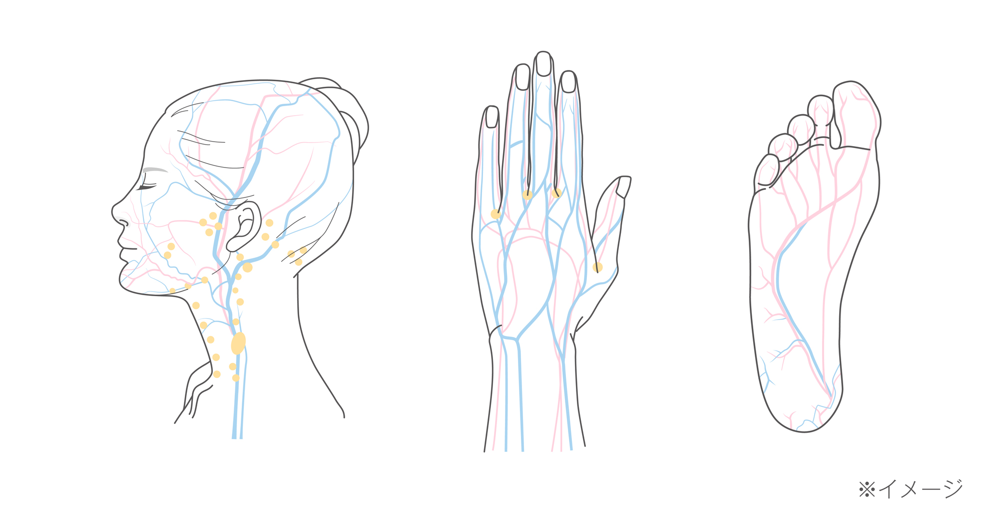 MAGNEL 4set | 【公式】&MEDICALオンラインストア