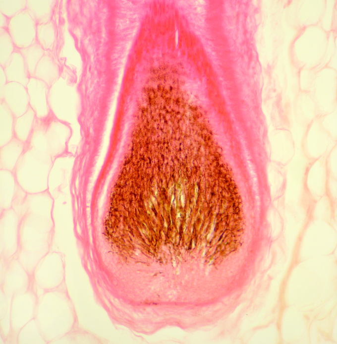 根由来エキス画像