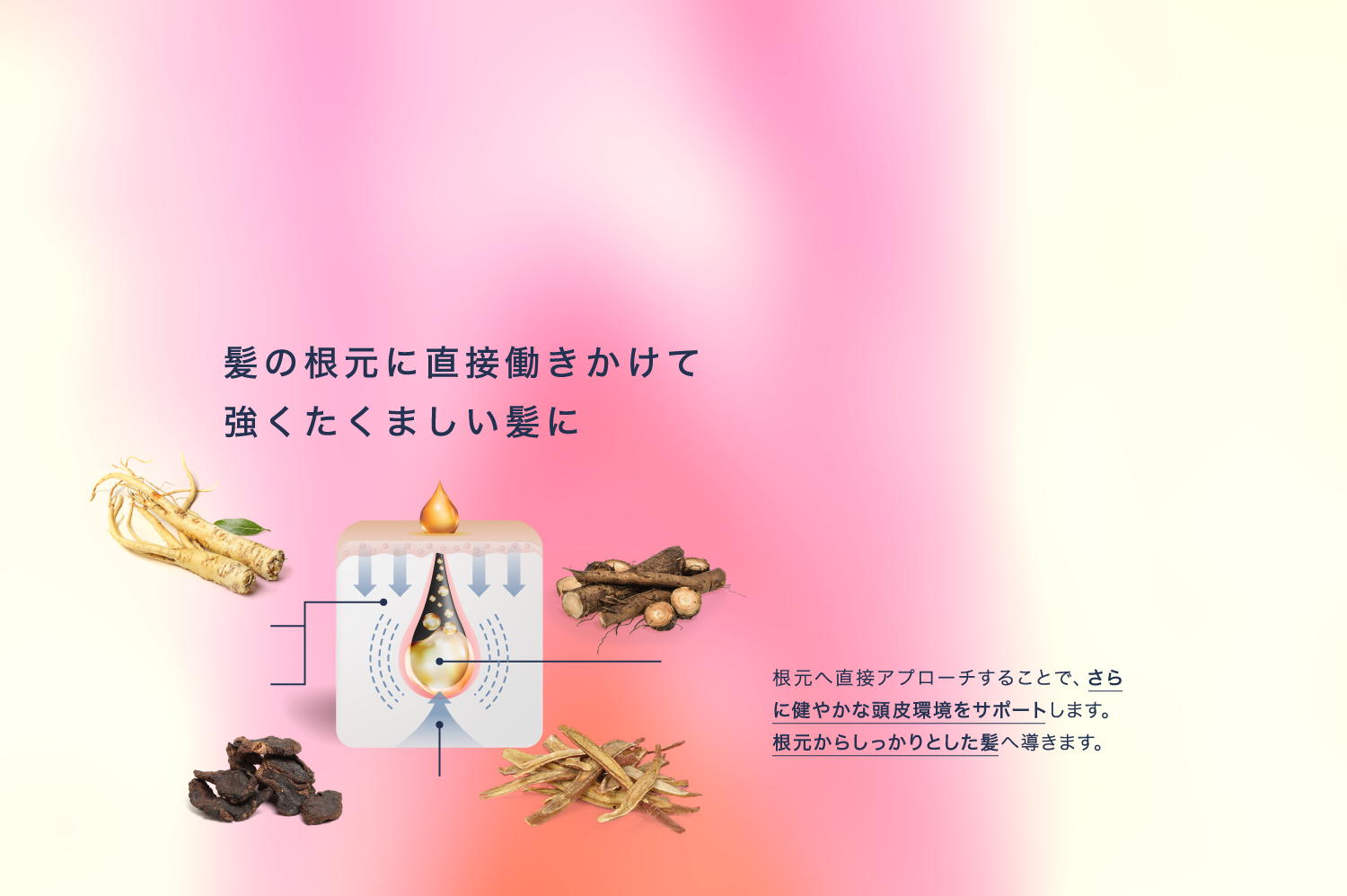 髪の根元に直接働きかけて強くたくましい髪に