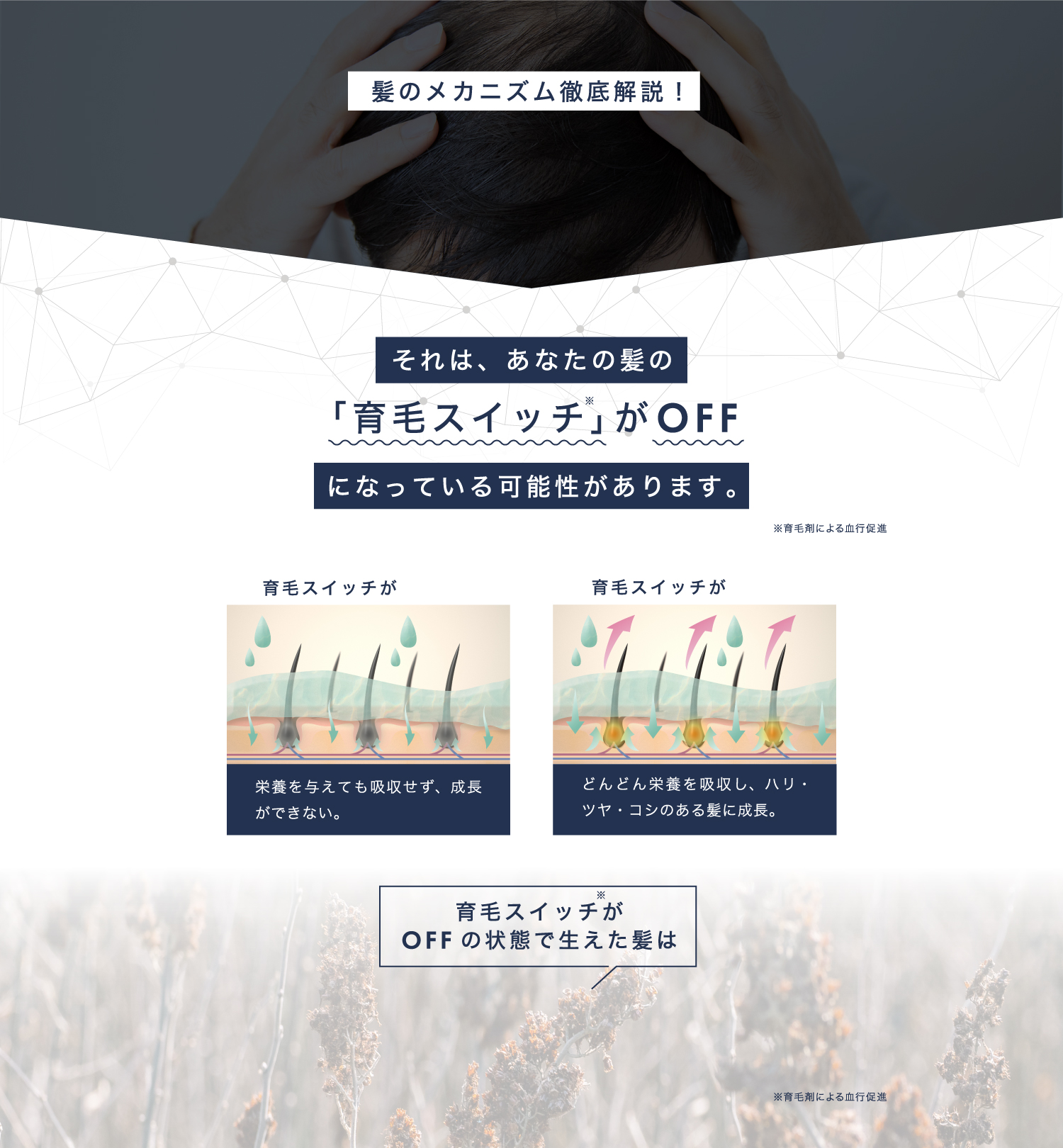 髪のメカニズム徹底解説！