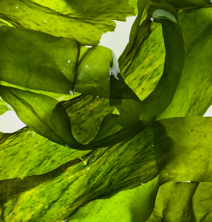 海藻エキス画像