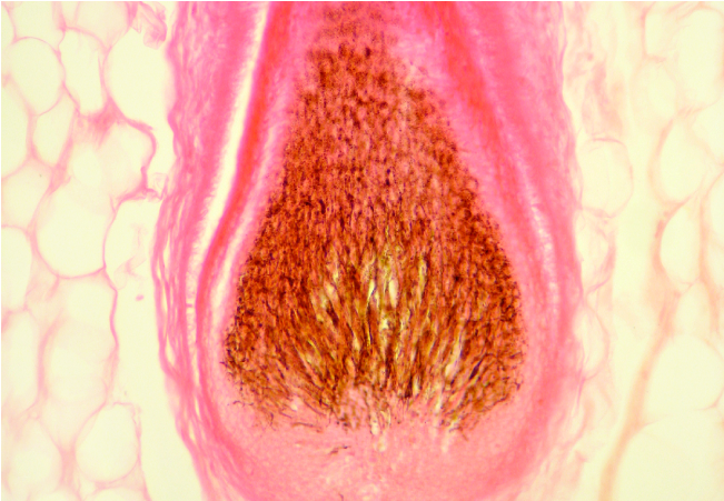 根由来エキス画像