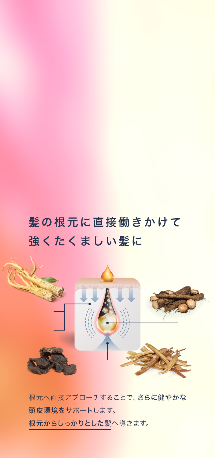 髪の根元に直接働きかけて強くたくましい髪に