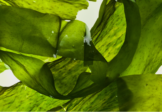 海藻エキス画像