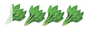 ほうれん草
