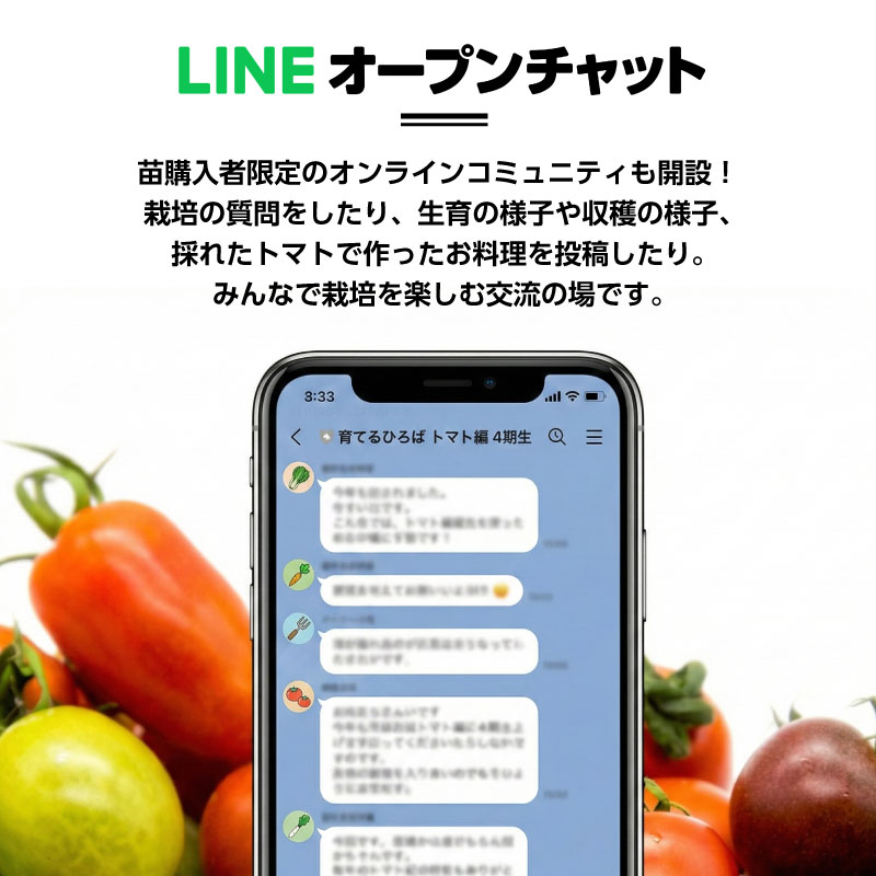 【ご予約】ハイギャバ®トマト栽培セット【栽培指導付き・肥料付き】（数量限定）2026 苗数: 4株
