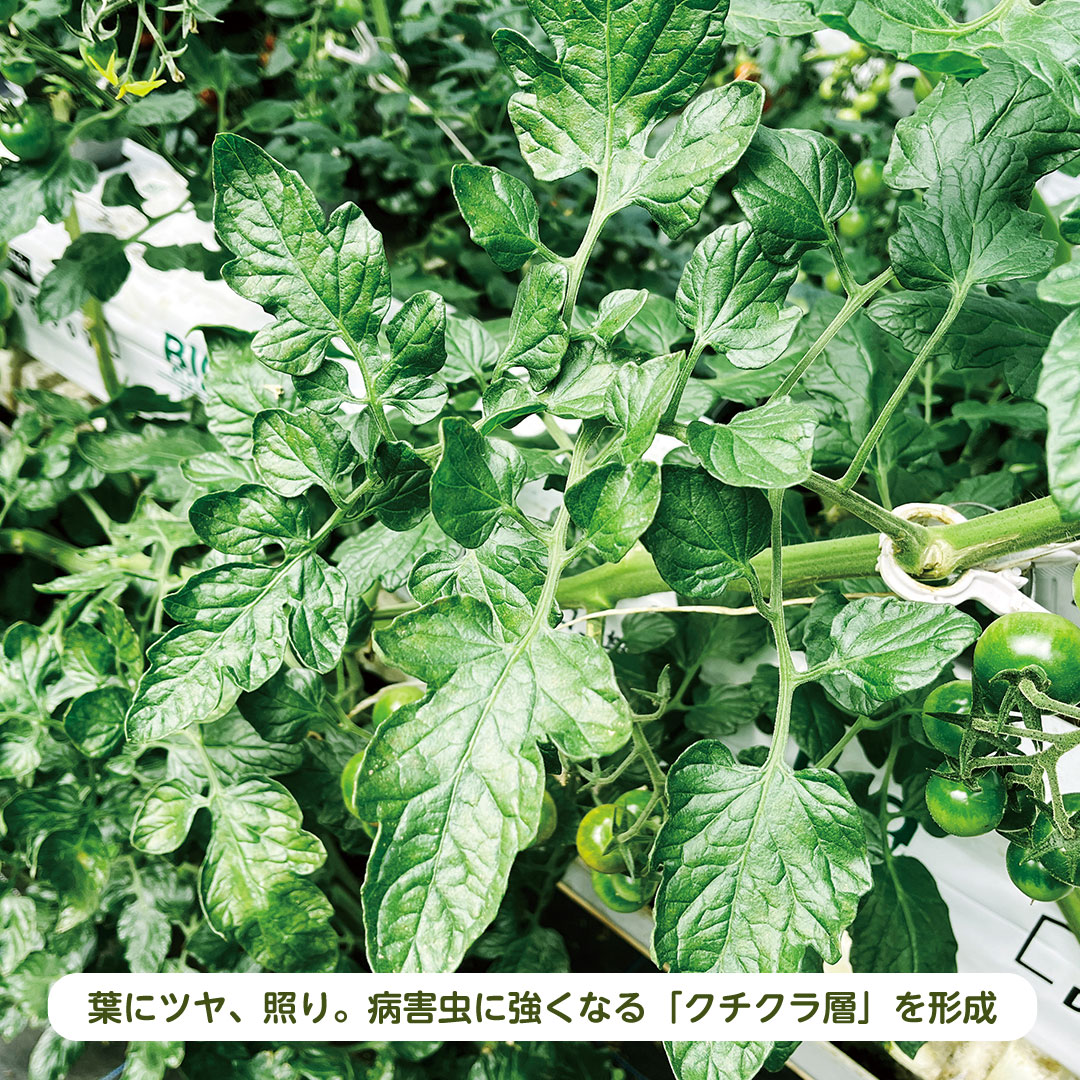 微量要素・葉面散布剤「ミネライザー」（1kg入）