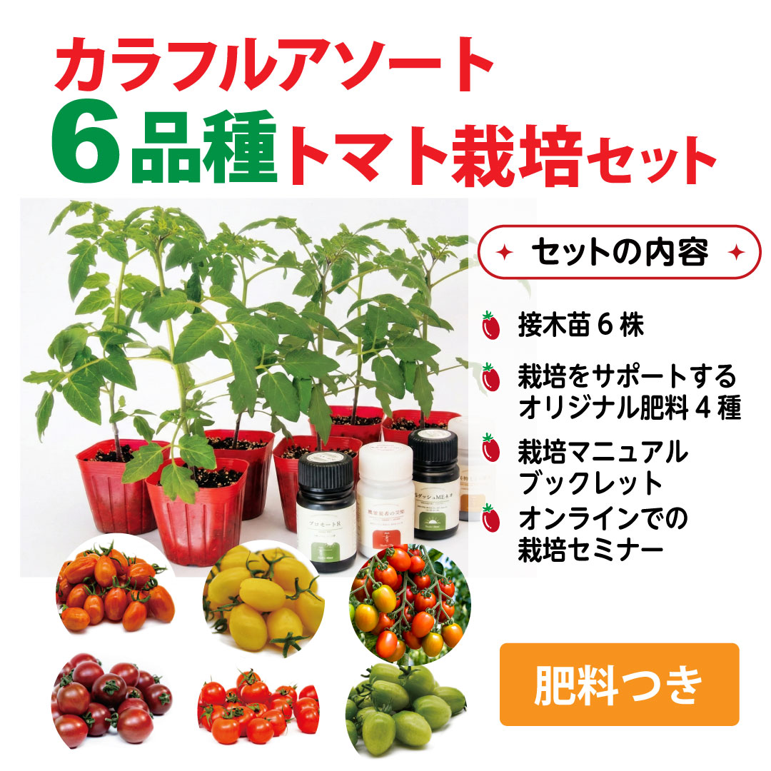 【ご予約】 カラフルアソート6品種トマト栽培セット（数量限定）2026 カラフルアソート6品種: サポート肥料4種つき