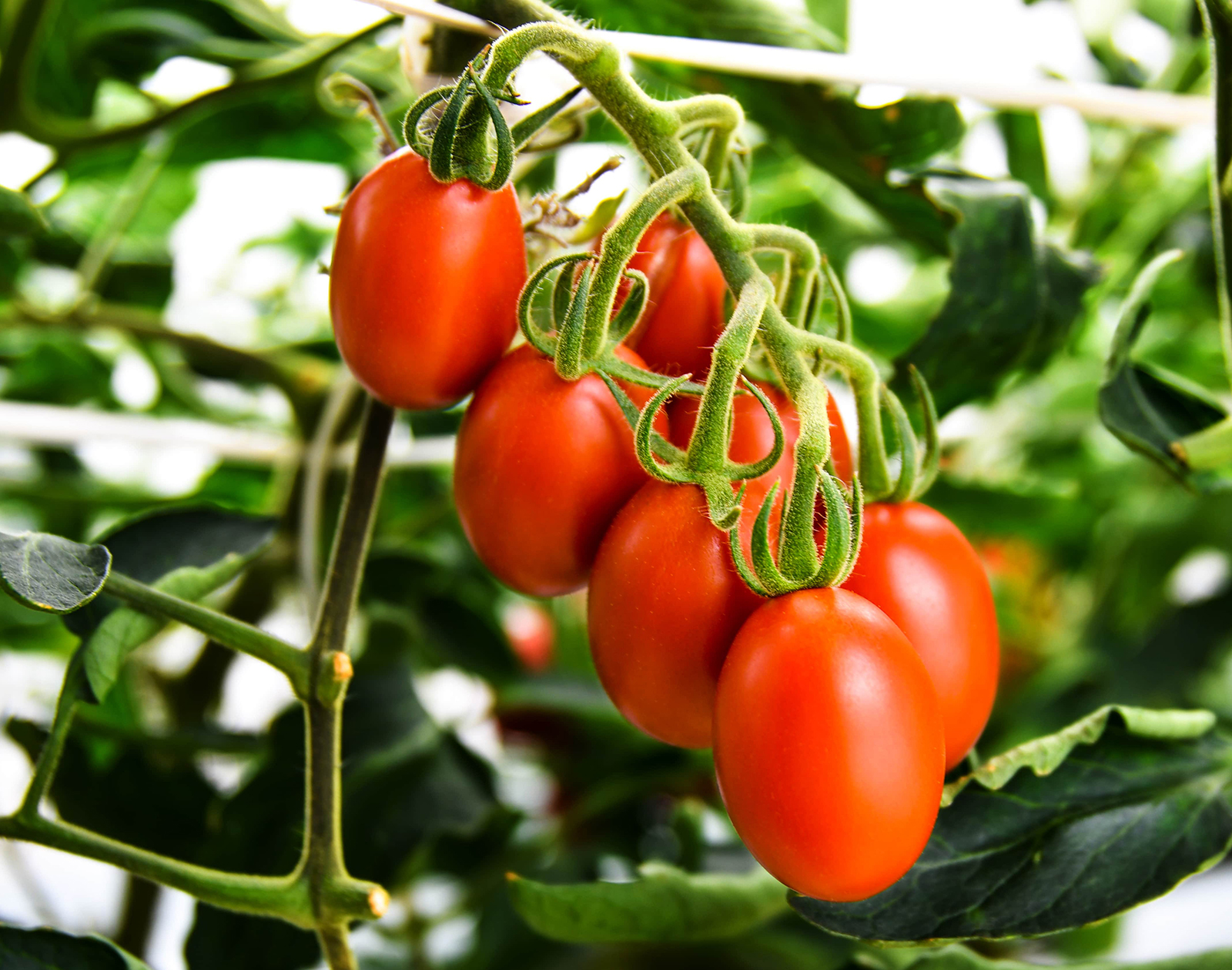 【ご予約】ハイギャバ®トマト栽培セット【栽培指導付き・肥料付き】（数量限定）2026 苗数: 4株