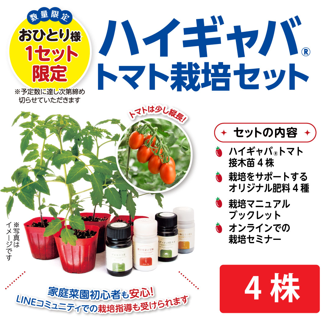 【ご予約】ハイギャバ®トマト栽培セット【栽培指導付き・肥料付き】（数量限定）2026 苗数: 4株