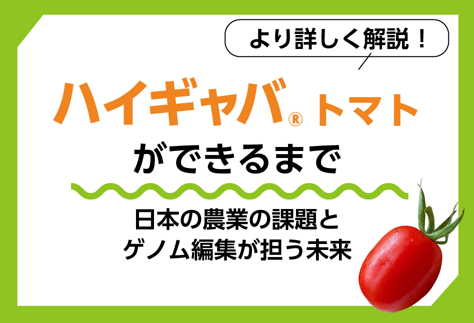 ハイギャバトマトをより詳しく解説
