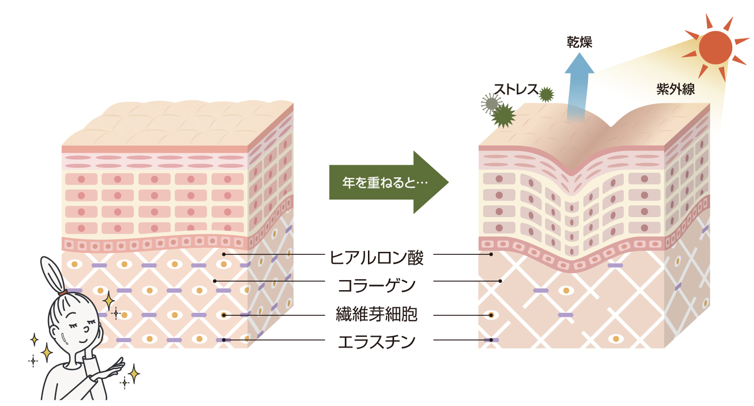 肌の構造