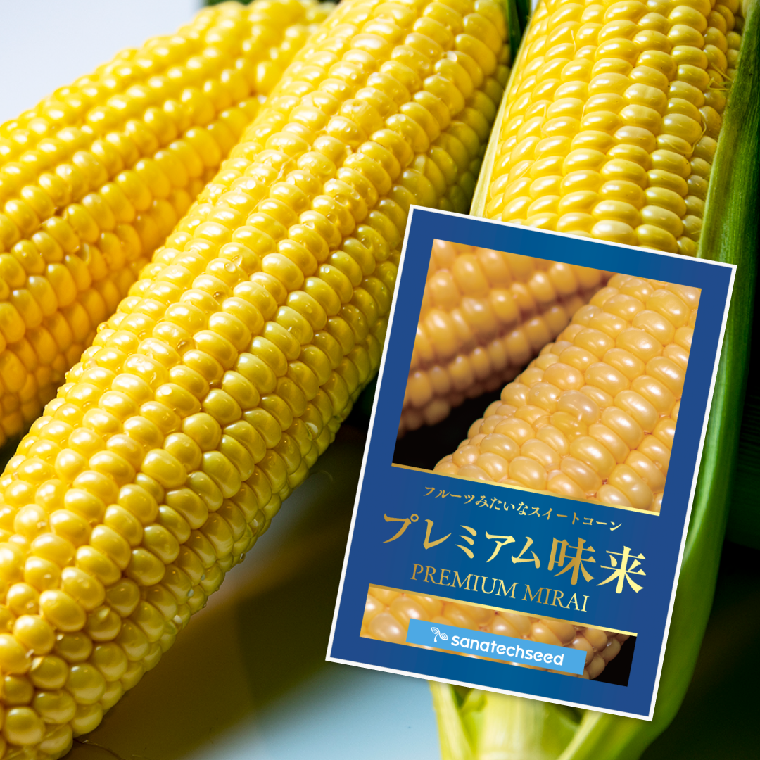 【700粒】ドルチェドリーム スイートコーン とうもろこし 黄白 種 たね 販売再開しました「新時代のスイートコーン」（種子）