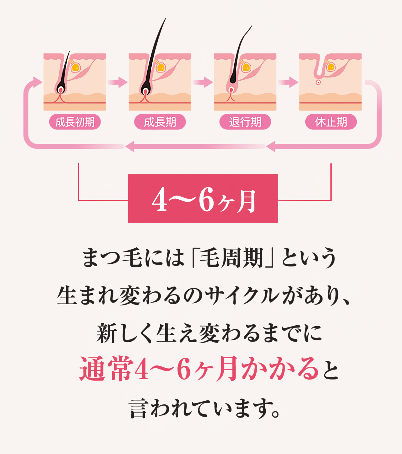 まつ毛は新しく生え変わるまでに通常4~6か月かかると言われています
