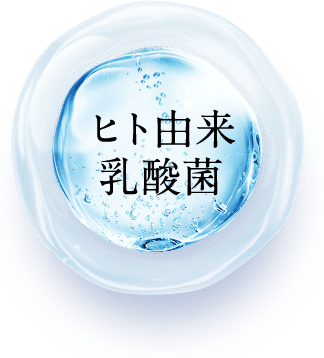 ヒト由来乳酸菌