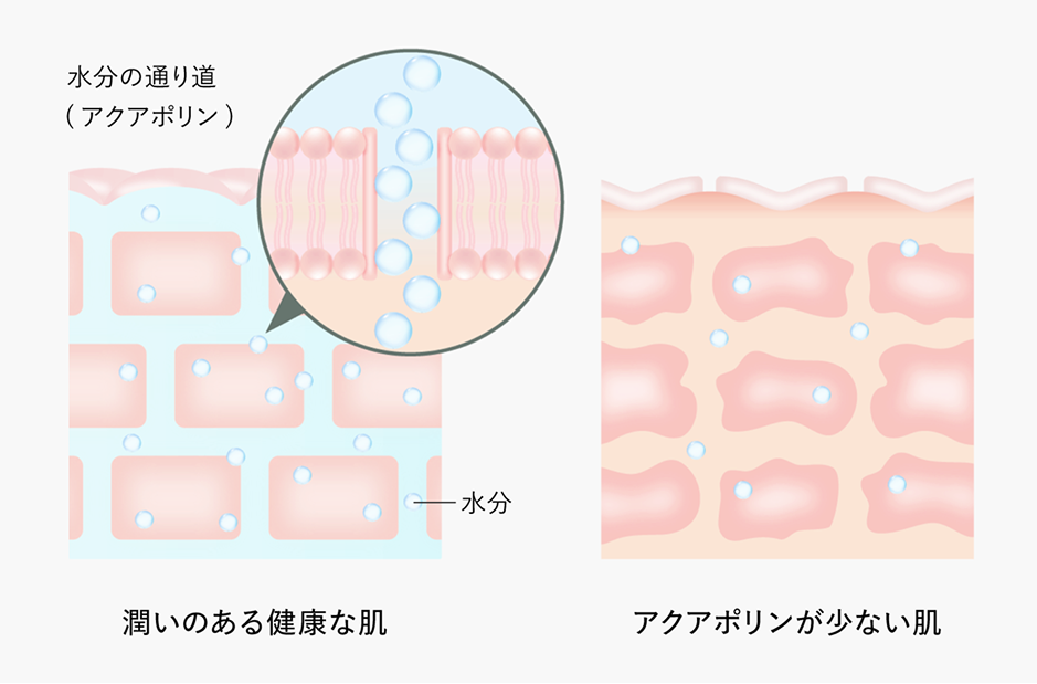 Lotionの商品画像