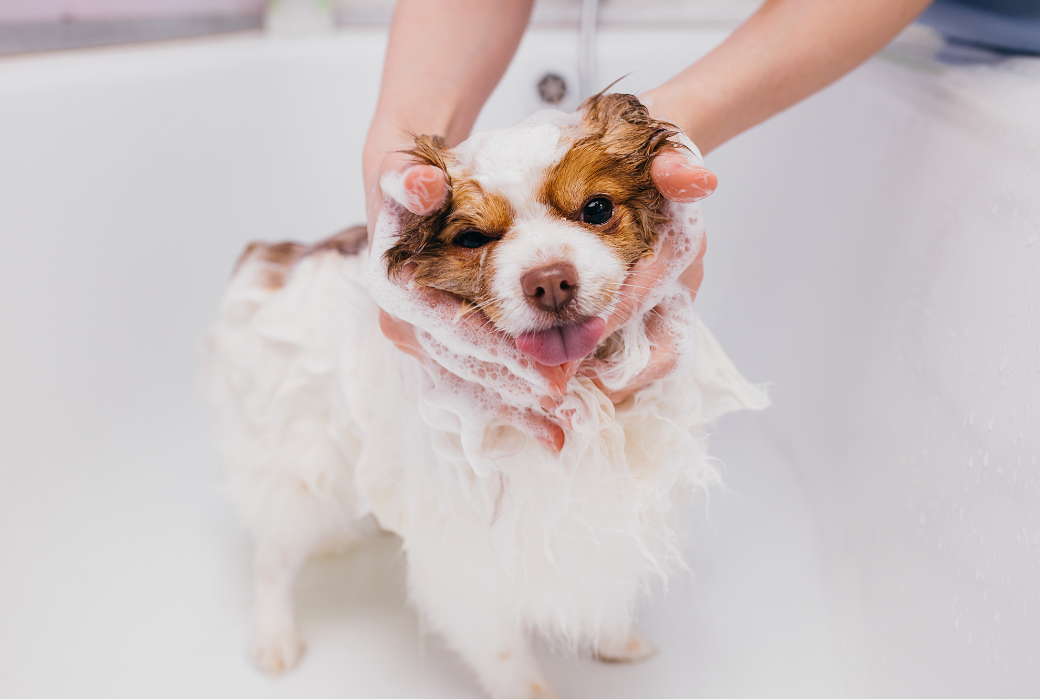 トリマーがawamizで犬を洗っている様子