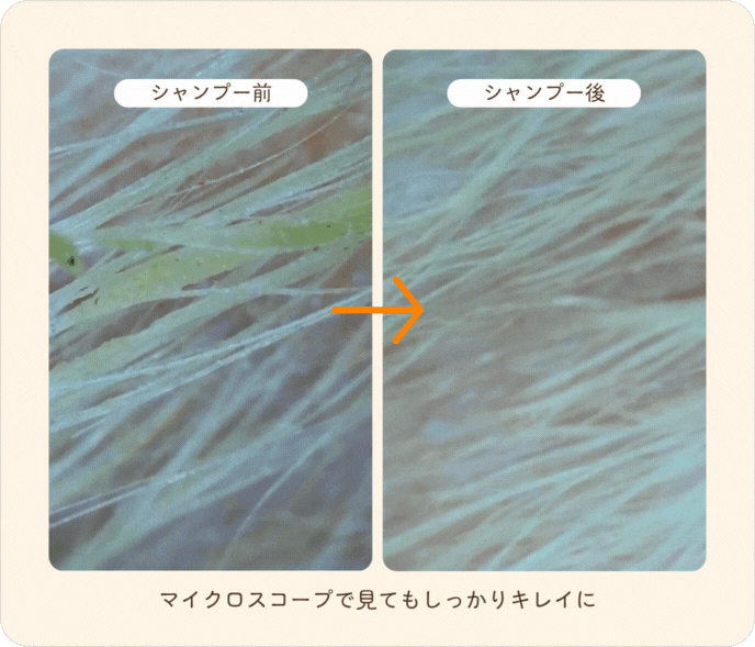 シャンプー効果