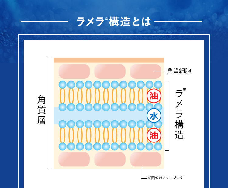 ラメラ※構造とは 角質細胞 角質層 油 水 油 ラメラ※構造 ※画像はイメージです