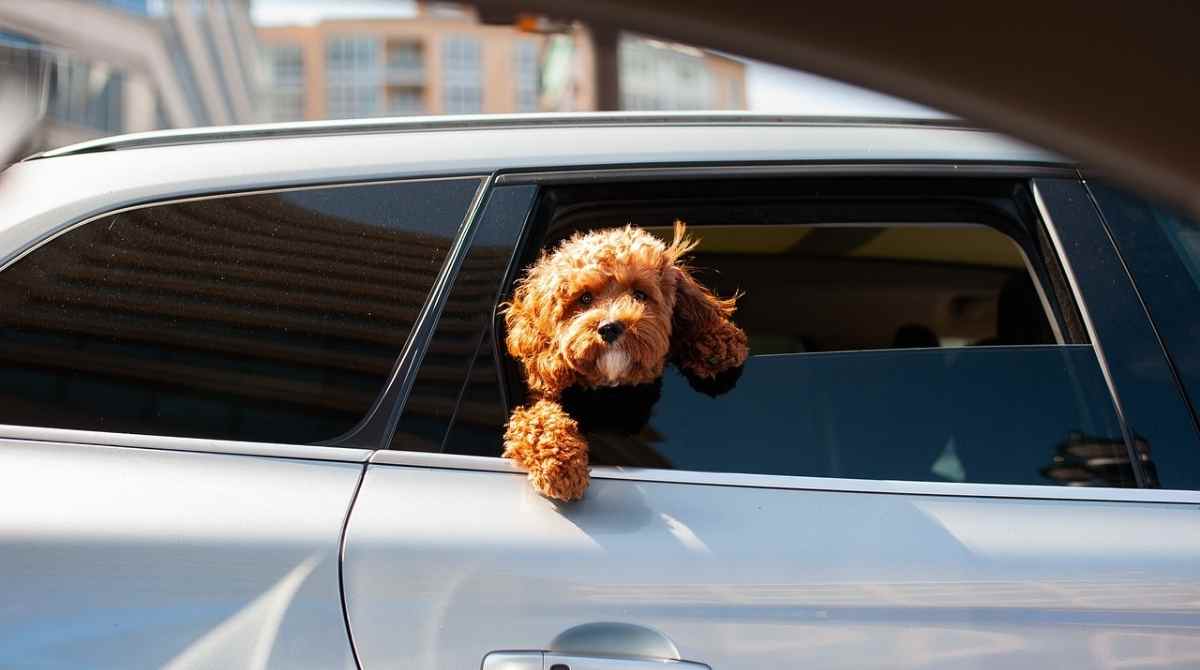 愛犬とｼﾙﾊﾞｰｳｨｰｸ