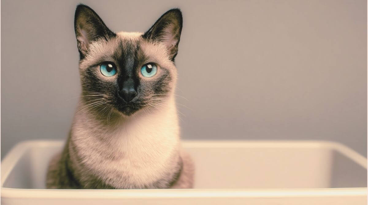 1.愛犬・愛猫の良いうんち（便）とは？