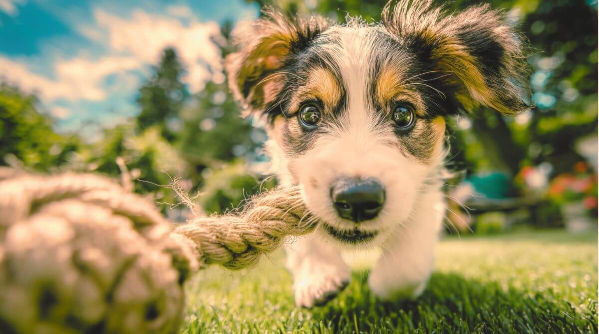 3.わんちゃんの関節トラブル対策   