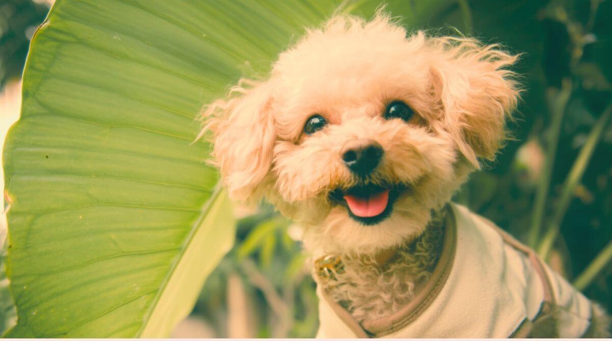 愛犬との遊び時間をもっと楽しむコツ！ 