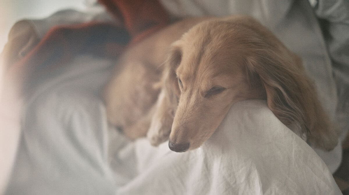健康にこだわった愛犬用ギフト