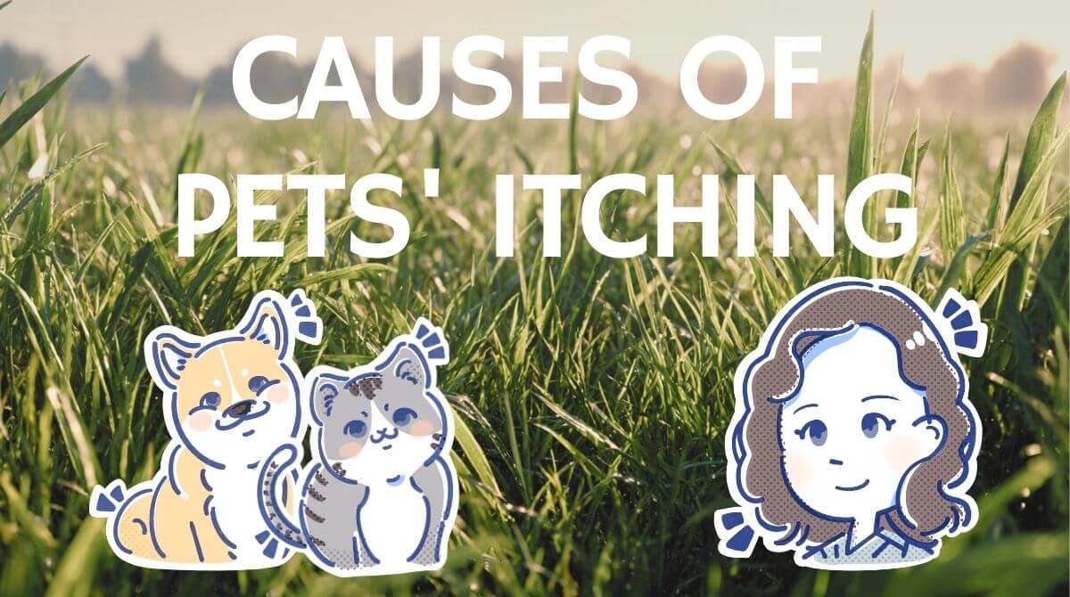 獣医師ミサが教える！愛犬のかゆみの原因を解説 