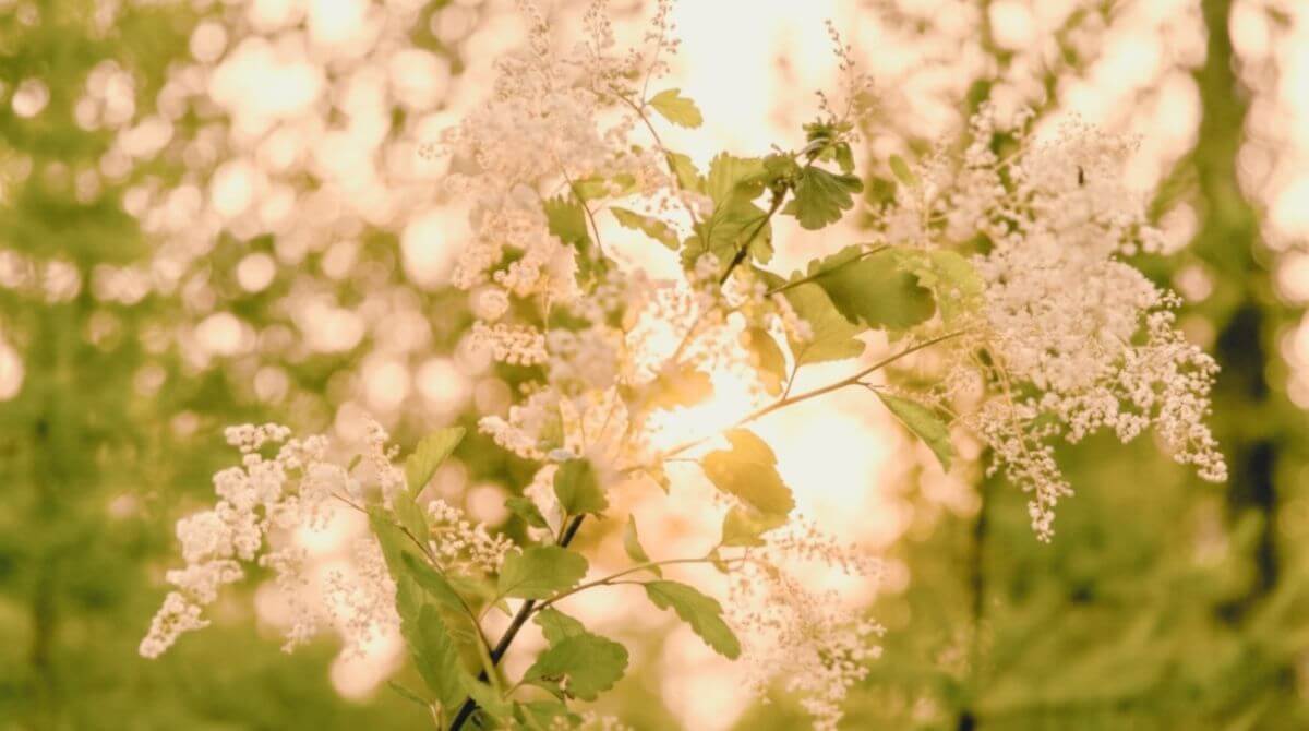 1.春の環境変化と愛犬の体調