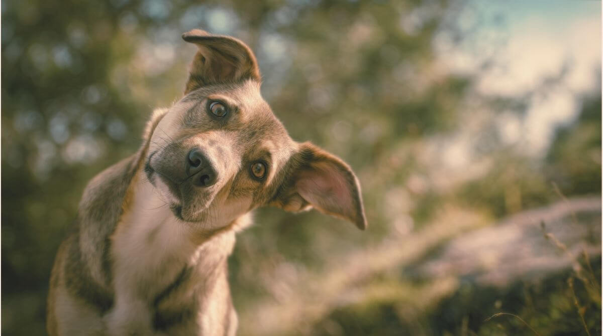 2. わんちゃんの花粉症の症状と対策